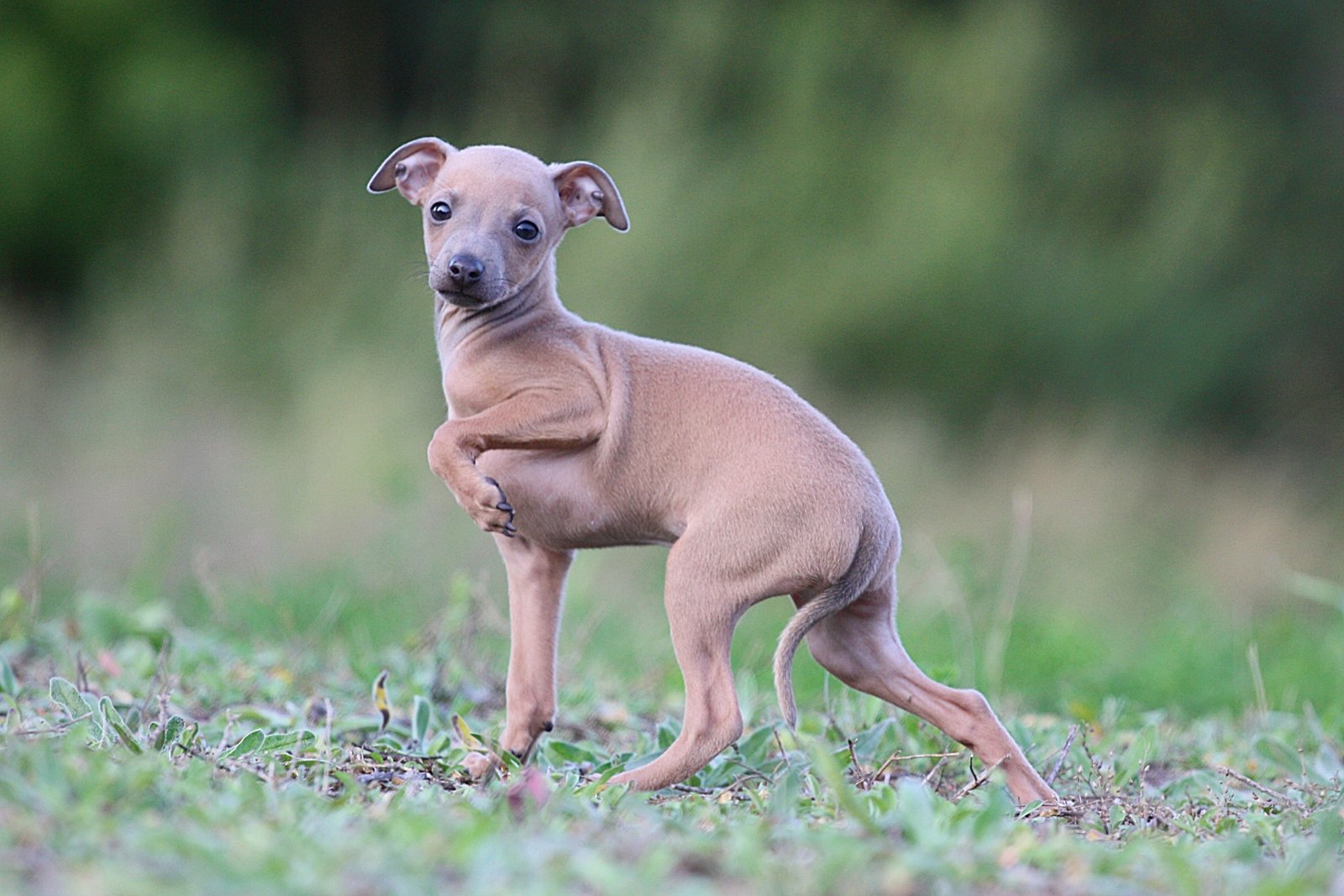 Italian Greyhound Puppy Pictures